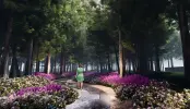 效果图