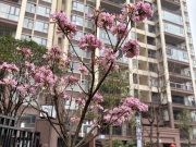 裕达桂中府