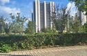 中国铁建&万科朗拾花语实景图