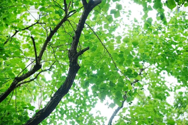 龙湖·江山颂实景图